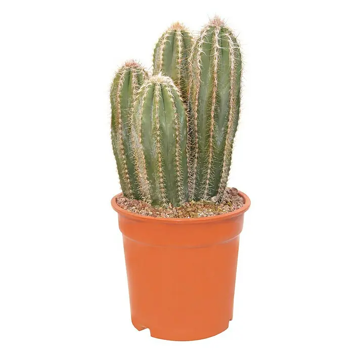 Cactus - Cactaceae, Tamaño de maceta: 7 cm - Un cactus verde en una maceta naranja, una planta de interior encantadora. Las espinas protegen la planta.