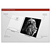 ProArt Glasbild Grey Lion Head (B x H: 30 x 30 cm, Glas)