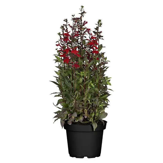 Piardino Staude verschiedene Sorten - In Sorten, Topfgröße: 19 cm - Ein Topf mit leuchtend roter Lobelia-Pflanze, deren Blüten auf schlanken Stängeln sitzen und einen schönen Kontrast zum dunklen Topf bilden.