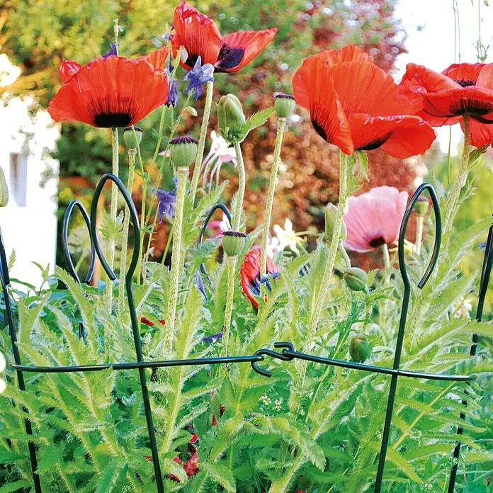 Bellissa Staudengitter - B x H: 40 x 90 cm - Nahaufnahme eines Beets mit Mohnblumen, gestützt durch einen unauffälligen, grünen Pflanzenstützring, der für Halt sorgt, ohne die Blumen zu verdecken.