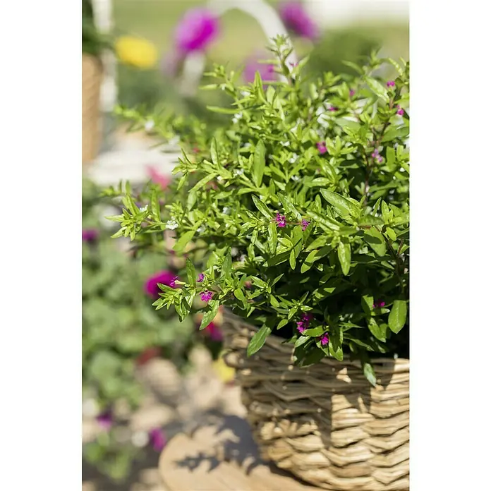 Piardino Köcherblume - Cuphea hyssopifolia, Rosa/Weiß - Nahaufnahme eines geflochtenen Korbes mit einer üppigen Pflanze mit kleinen violetten Blüten und grünen Blättern.
