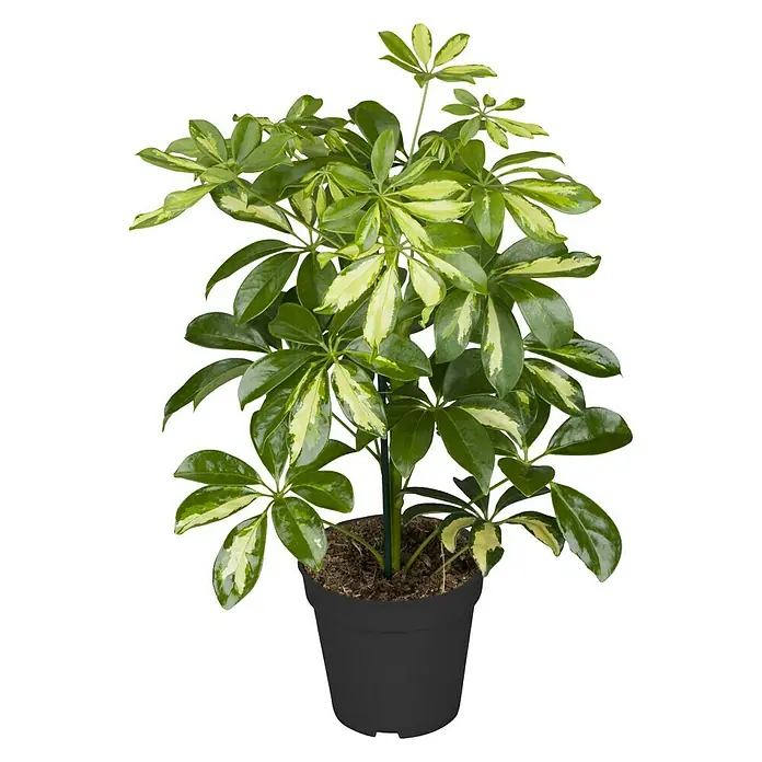 Piardino Cheflera - Schefflera, Tamaño de maceta: 17 cm, Amarillo/Verde - Una Schefflera Arboricola en maceta. La planta de interior tiene hojas verdes con toques amarillos y es ideal para interiores.
