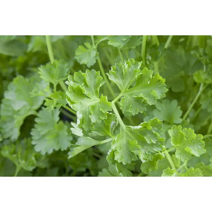 Piardino Bio Petersilie - Petroselinum crispum - Nahaufnahme von frischer, grüner Petersilie mit gezackten Blättern, ideal für kulinarische Zwecke und Gartenliebhaber.