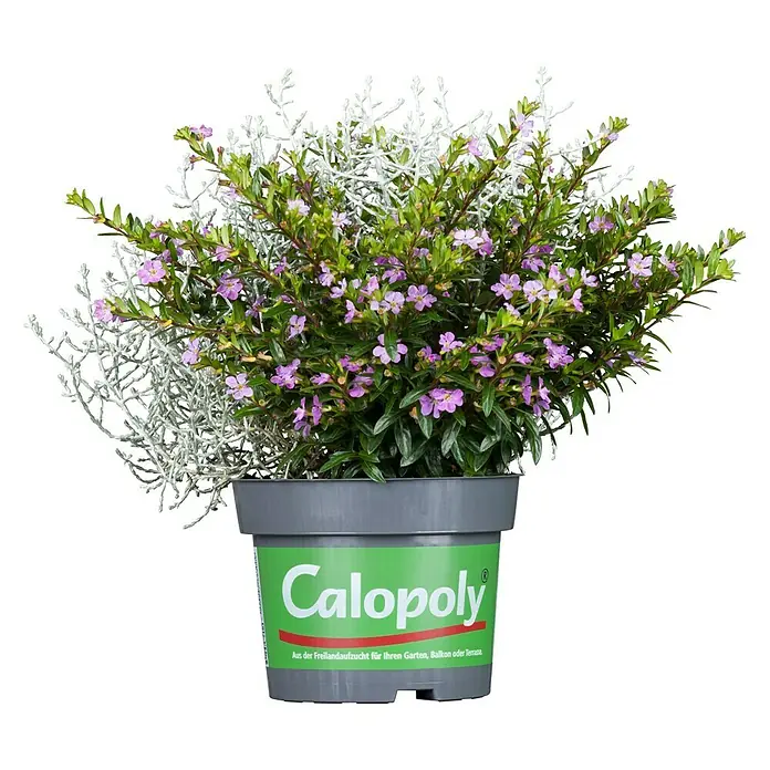Stauden-Mix Duo3 Stk., Verschiedene Arten, Topfgröße: 13 cm - Eine Calopoly-Blumenmischung im Topf mit lila Blüten und silbernem Beiwerk, ideal für Garten, Balkon oder Terrasse.
