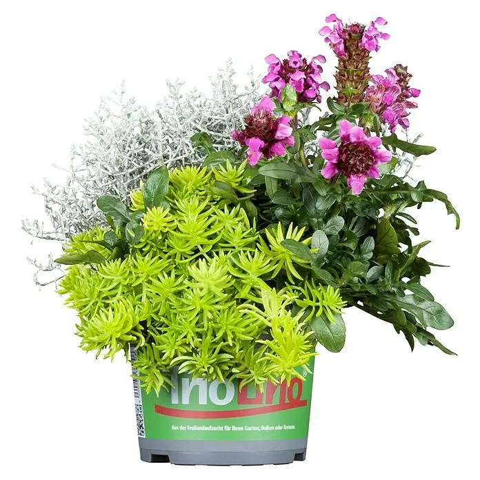 Piardino Stauden-Mix Triolino Herbst - Topfgröße: 13 cm, Blütenfarbe: Sortenabhängig - Bunte Mischbepflanzung im Topf, mit Silberblatt, Sedum und rosafarbenen Blüten für Garten, Balkon oder Terrasse.