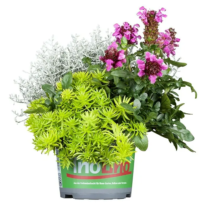 Piardino Stauden-Mix Triolino HerbstTopfgröße: 13 cm, Blütenfarbe: Sortenabhängig - Bunte Mischbepflanzung im Topf, mit Silberblatt, Sedum und rosafarbenen Blüten für Garten, Balkon oder Terrasse.