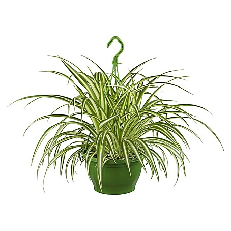 Piardino Grünlilie (Pachypodium lameri, Grün/Mehrfarbig gemustert)