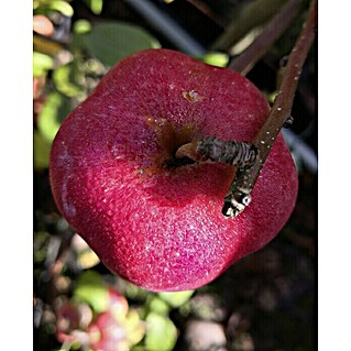 Apfelbaum Sternapi (Malus domestica Sternapi, Erntezeit: September)