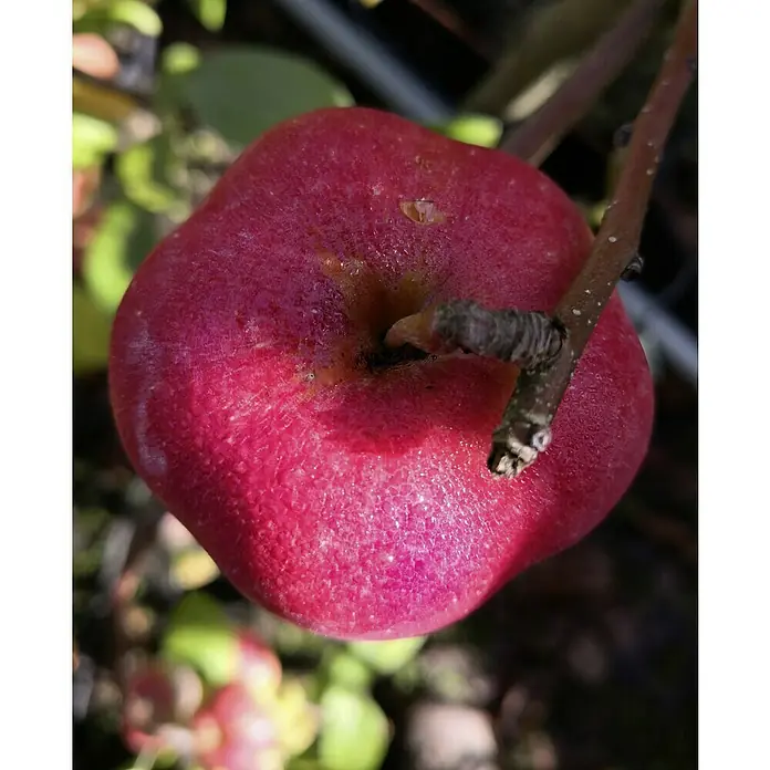 Apfelbaum Sternapi - Malus domestica Sternapi, Erntezeit: September - Nahaufnahme eines reifen, roten Apfels am Baum, der seine natürliche Schönheit und Frische zeigt.