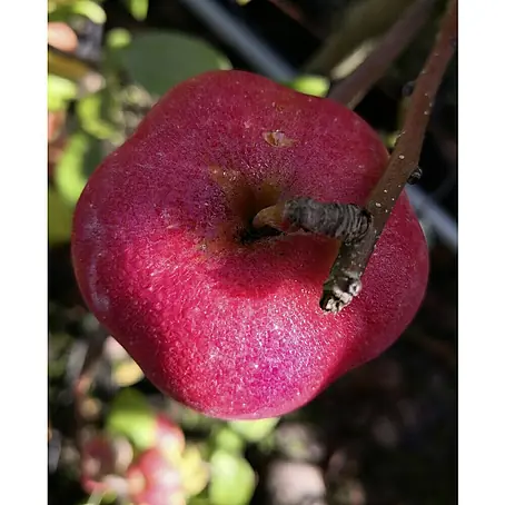 Apfelbaum Sternapi