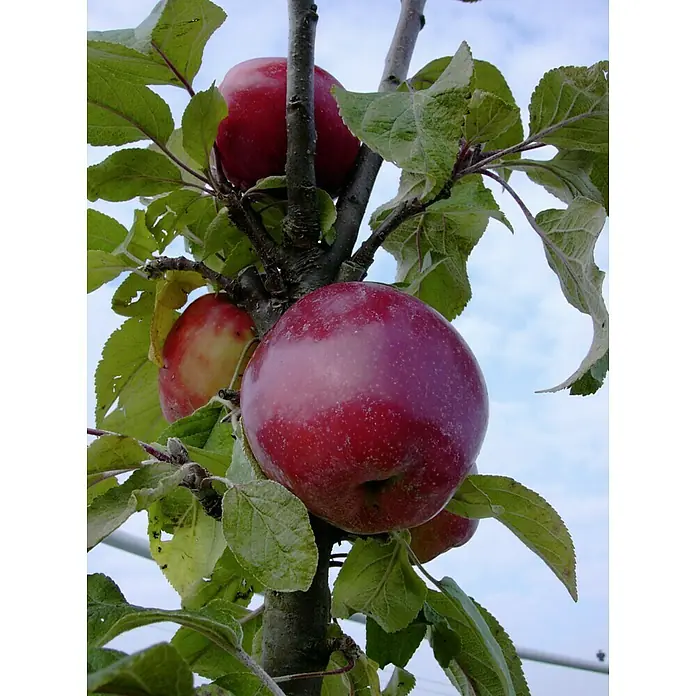 Apfelbaum Berbat Delwina - Malus domestica, Erntezeit: September - Nahaufnahme von saftig roten Äpfeln, die an einem Ast hängen, umgeben von grünen Blättern. Ein Genuss für Augen und Gaumen!