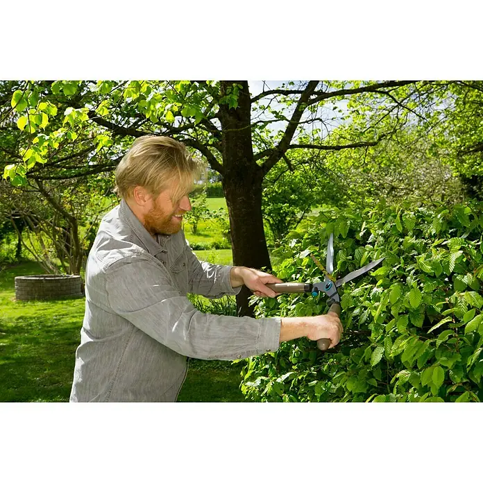 Gardena Hand-Heckenschere NatureCut - Länge: 580 mm - Ein Mann, der eine grüne Hecke mit einer Heckenschere beschneidet. Die Heckenschere ist ein Gartengerät zum Schneiden von Hecken und Sträuchern.