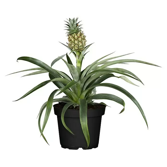 Piardino Ananas - Ananas comosus, Topfgröße: 12 cm - Vorderansicht