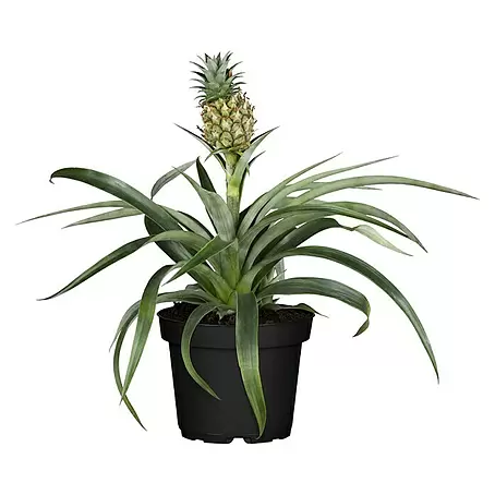 Piardino  Ananas