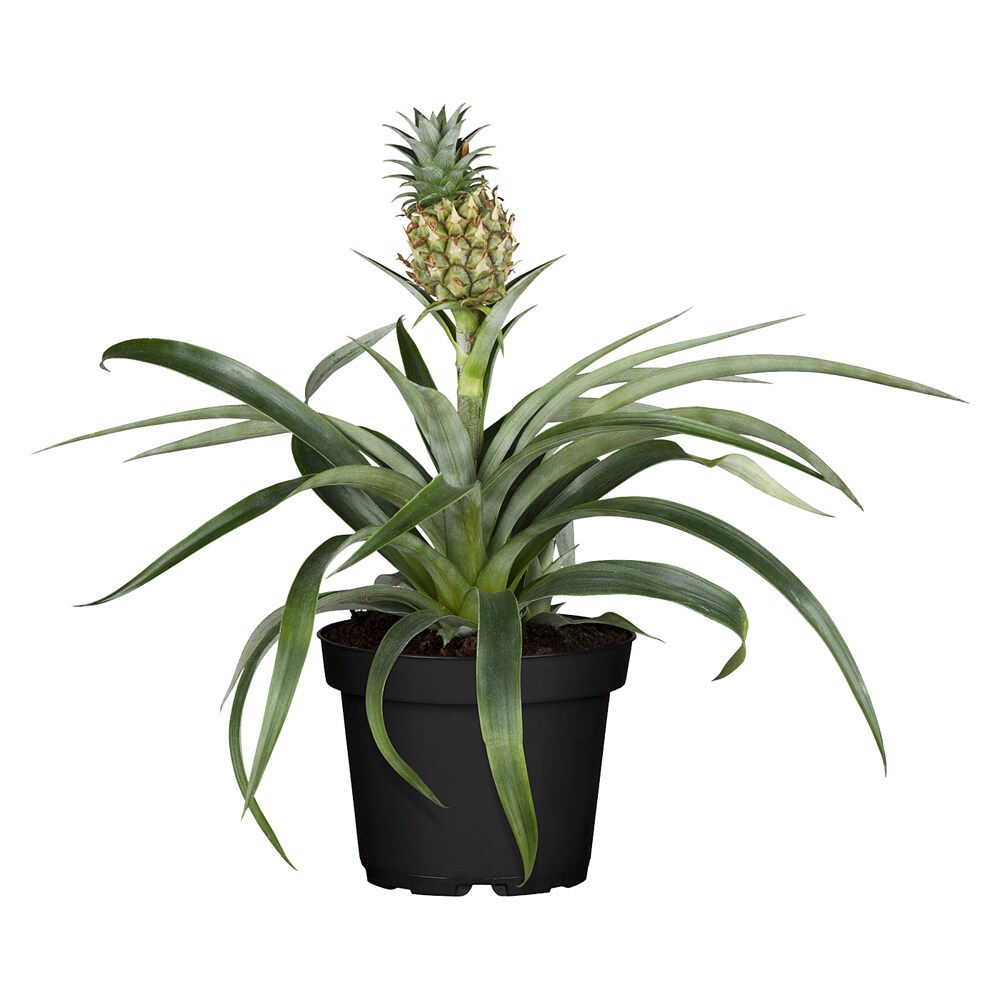 Piardino Ananas - Ananas comosus, Topfgre: 12 cm online kaufen bei BAUHAUS