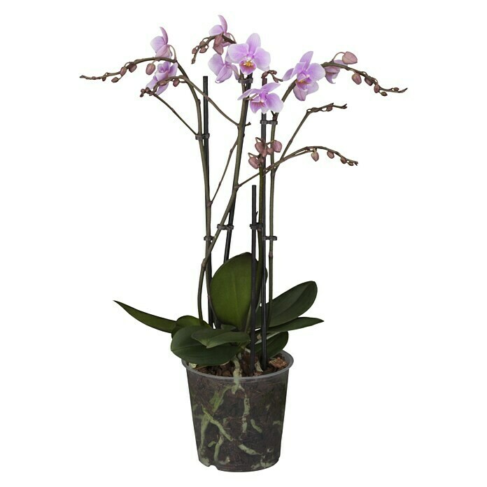 Schmetterlingsorchidee (Phalaenopsis Hybride , Topfgröße: 12 cm, Lila, Aufrecht)