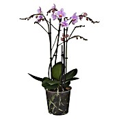 Schmetterlingsorchidee (Phalaenopsis Hybride , Topfgröße: 12 cm, Lila, Aufrecht)