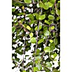 Piardino Pflanzenarrangement Silberkörbchen und Drahtwein (Topfgröße: 13 cm)