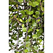 Piardino Pflanzenarrangement Silberkörbchen und Drahtwein (Topfgröße: 13 cm)