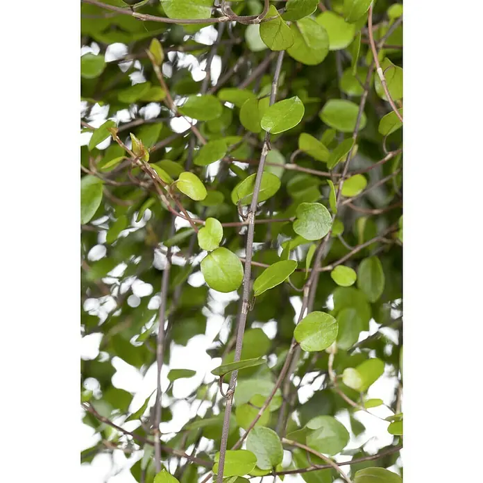 Piardino Garten-Arrangement Silberkörbchen und Drahtwein - Topfgröße: 13 cm - Nahaufnahme einer Muehlenbeckia- Pflanze mit runden, grünen Blättern, die an dünnen, braunen Stielen wachsen.