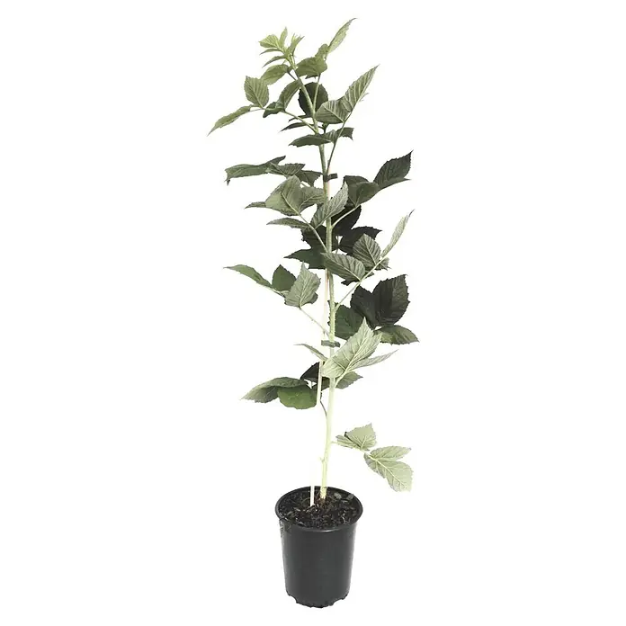 Himbeere Aroma Queen - Rubus idaeus Aroma Queen, Erntezeit: August - Junger Brombeerstrauch in einem schwarzen Topf, gestützt durch einen Holzstab, mit grünen Blättern. Ideal für den Garten.