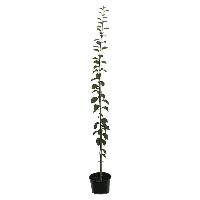 Pflaumenbaum Imperial - Prunus domestica, Erntezeit: August - Ein schlanker, junger Baum mit grünen Blättern in einem schwarzen Topf, ideal für kleine Gärten oder als Zimmerpflanze.