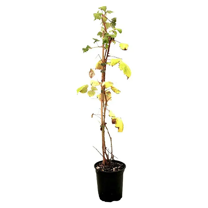 Japanische Weinbeere - Rubus phoeniculasus, Erntezeit: August - Eine Topfpflanze mit einem einzelnen Stamm und gelben Blättern. Die Pflanze ist in einem schwarzen Plastiktopf.