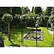 Nature Rosenbogen (114 x 66 x 232 cm, Schwarz)