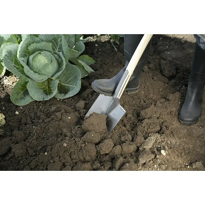 Gardol Gärtnerspaten - Arbeitsbreite: 24,5 cm, T-Stiel - Eine Person gräbt mit einem Spaten den Boden um, um ihn für die Gartenarbeit vorzubereiten. Eine Kohpflanze wächst im Hintergrund.