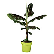 Piardino Bananenstaude