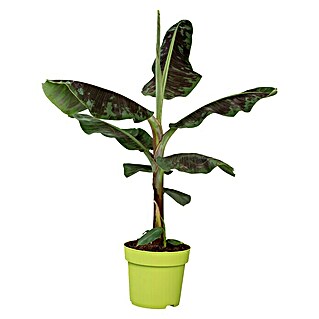 Piardino Bananenstaude (Musa banana in Sorten, 12 cm)