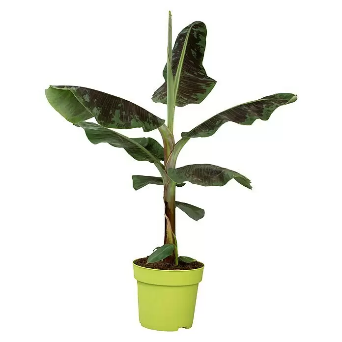 Piardino Bananenstaude - Musa banana in Sorten, 12 cm - Vorderansicht