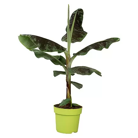 Piardino  Bananenstaude