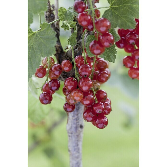 Piardino Rote Johannisbeere Stämmchen (Ribes rubrum, Topfgröße: 3 l, Erntezeit: Juni)