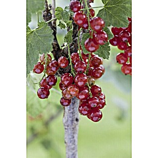 Piardino Rote Johannisbeere Stämmchen (Ribes rubrum, Erntezeit: Juni)