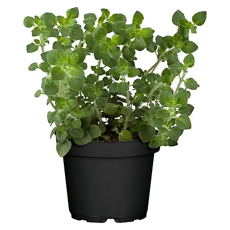 Piardino  Oregano