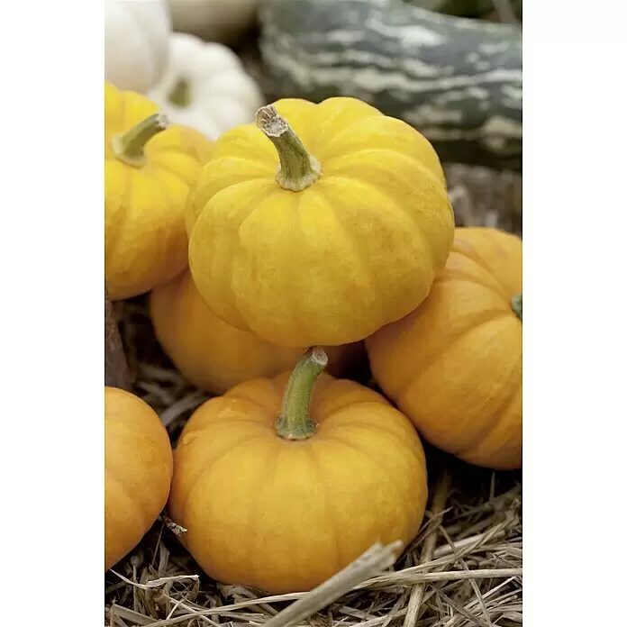 Piardino Zucchini Gelb - Cucurbita pepo, 9 cm, Erntezeit: August - Detailaufnahme
