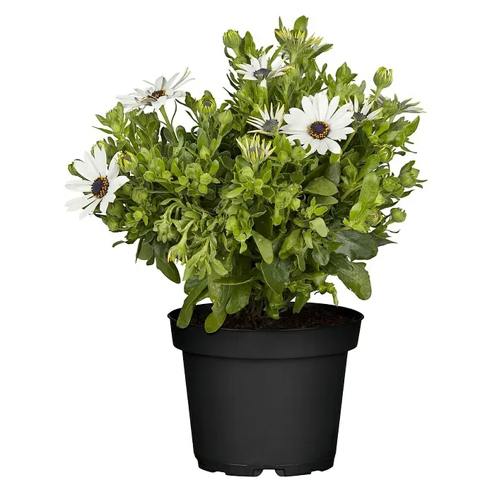 Piardino Kapkörbchen - Osteospermum ecklonis, Topfgröße: 14 cm, Sortenabhängig - Nahaufnahme einer Margerite in einem schwarzen Topf, die die Schönheit und Eleganz der Pflanze hervorhebt.