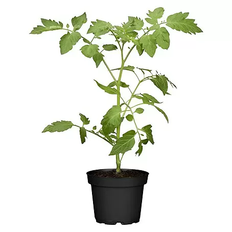 Piardino  Mini-Tomate Tomberry Red