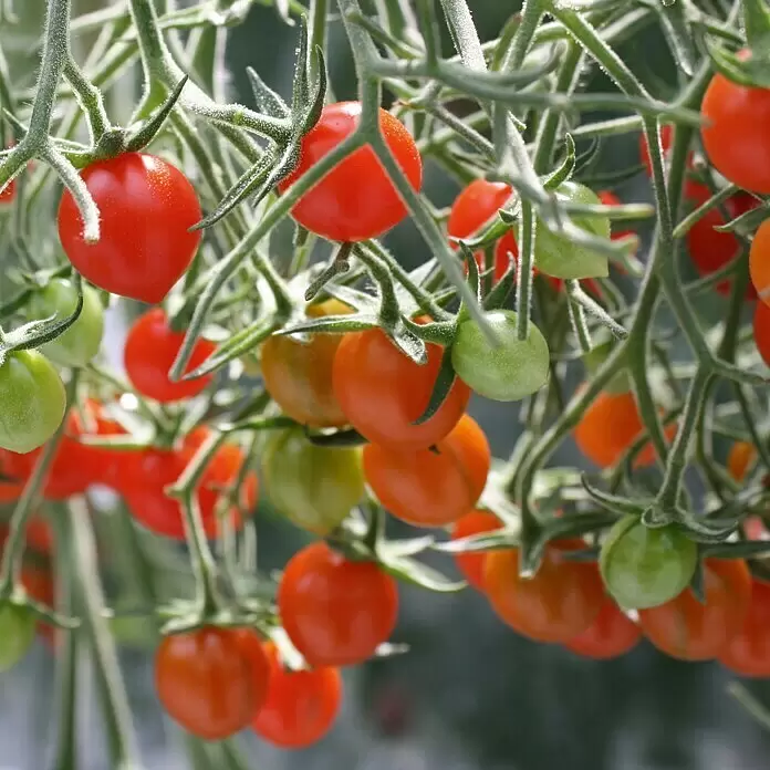 Piardino Mini-Tomate Tomberry Red - Solanum lycopersicum, 12 cm, Erntezeit: Juli, Farbe Frucht: Rot - Stimmungsaufnahme