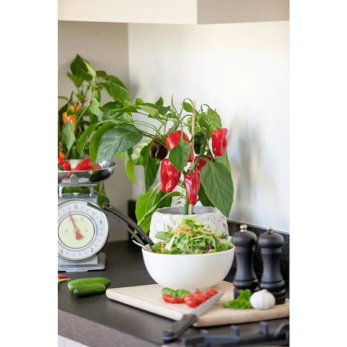 Piardino Paprika - Capsicum annuum, 14 cm, Erntezeit: Juli - Ein Küchentisch mit einem Teller Salat und einer Paprikapflanze, die mit reifen, roten Paprika geschmückt ist, verleiht dem Raum eine frische Note.
