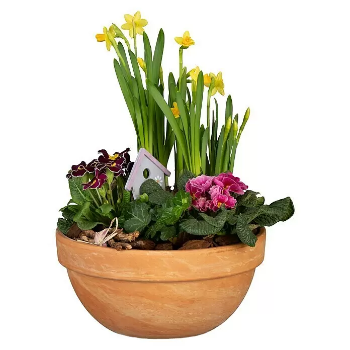 Piardino Garten-Arrangement Nr. 2 -  - Terrakotta-Topf mit Frühlingsblumen: gelbe Narzissen, violette und pinke Primeln, Efeu und ein dekoratives Vogelhaus.