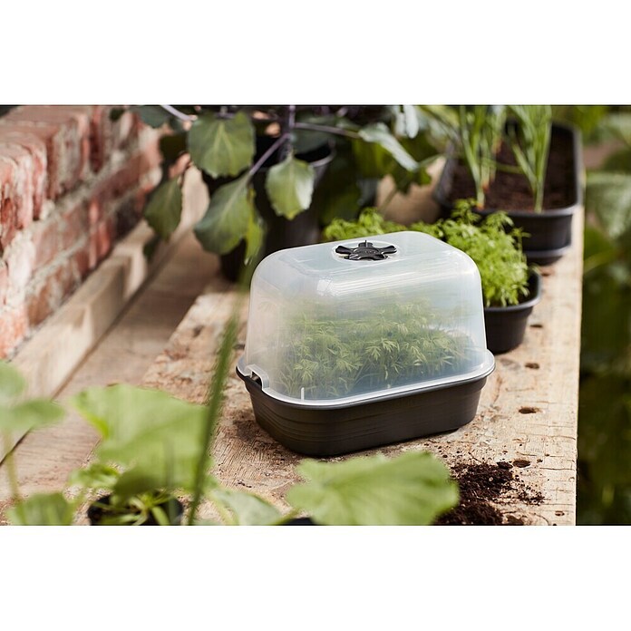 Elho Green Basics Poklopac za plastenik S (24 x 17 x 12 cm)