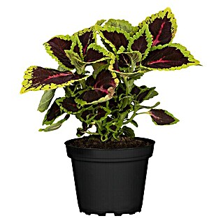 Piardino Buntnessel (Coleus blumei, Topfgröße: 12 cm)