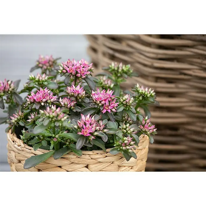 Piardino Garten-Teppich-Fettblatt - Sedum spurium Deep Rose, Topfgröße: 13 cm - Eine Nahaufnahme eines blühenden Schlangenkopfs in einem Weidenkorb, die rosa Blüten und grünen Blätter bieten einen schönen Kontrast.
