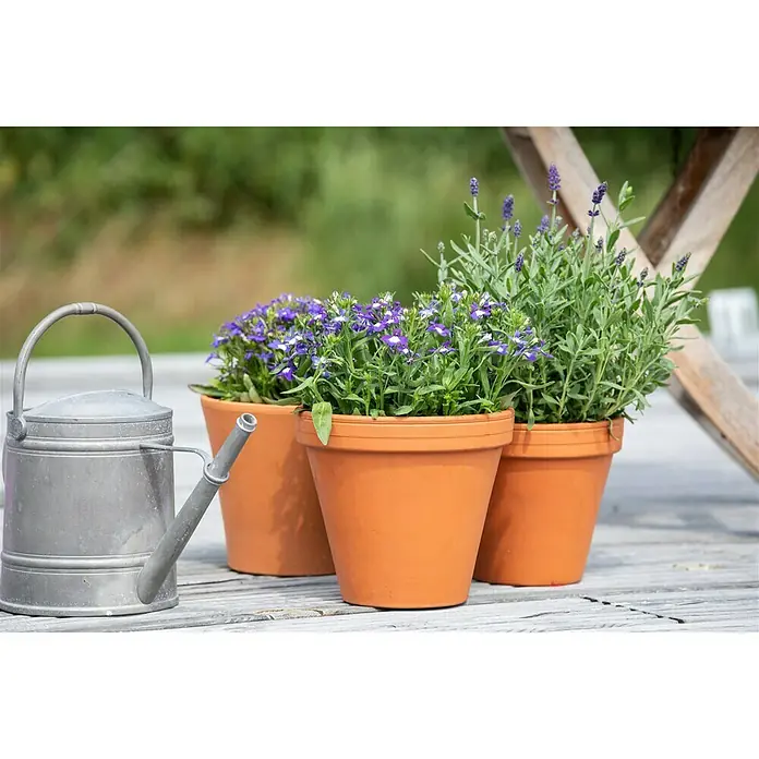 Piardino Lobelia - Lobelia richardii, Tamaño de maceta: 13 cm, Azul - Primer plano de tres macetas de terracota con lavanda y flores moradas sobre una mesa de madera, con una regadera gris al lado.