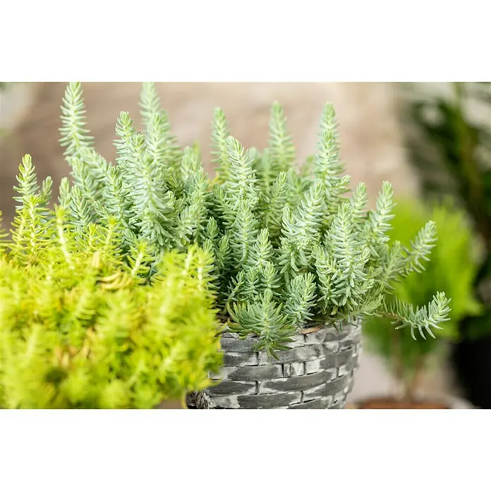 Piardino Mauerpfeffer - Sedum reflexum 'Angelina', Topfgröße: 13 cm - Nahaufnahme einer grauen Korbvase mit grünen Sukkulenten, die das dekorative Erscheinungsbild und die Textur der Pflanze hervorheben.