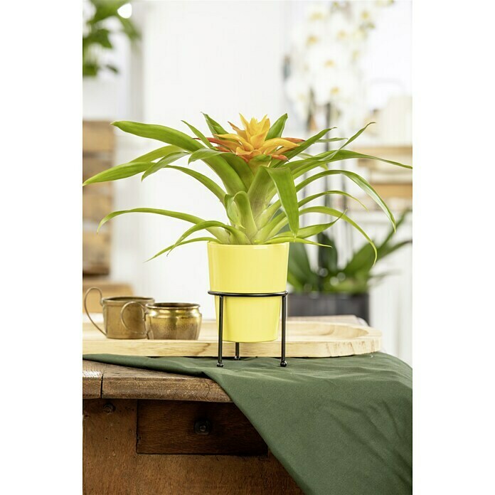 Piardino Bromelie (Bromelia, Topfgröße: 10 cm, Sortenabhängig) | BAUHAUS