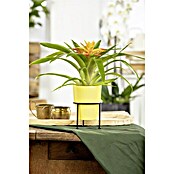 Piardino Bromelie (Bromelia, Topfgröße: 10 cm, Sortenabhängig) | BAUHAUS