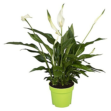 Piardino Einblatt (Spathiphyllum floribundum, Topfgröße: 12 cm, Weiß)